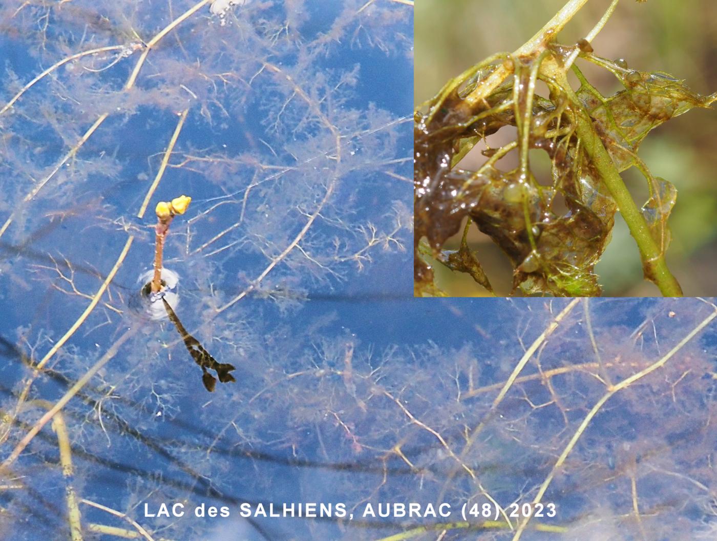 Bladderwort, Flat-flowered leaf